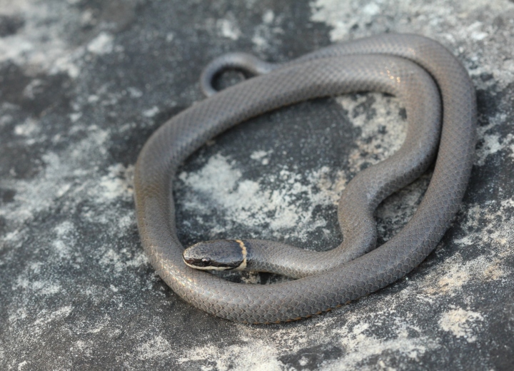 Prairie Ringneck Snake